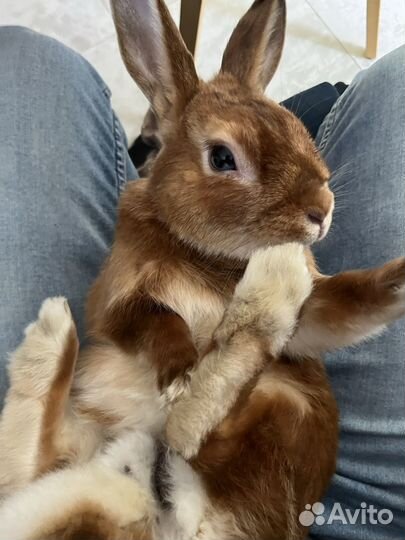 Карликовый кролик