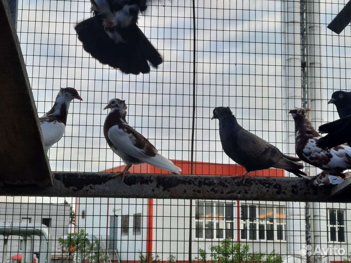 Американские кормилки