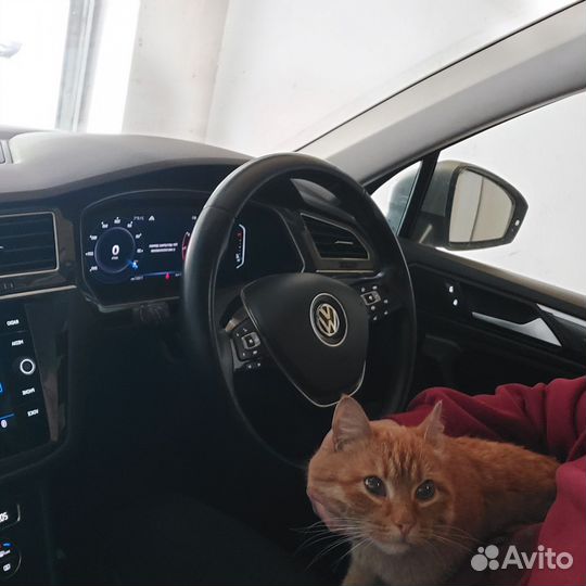 Котик подросток
