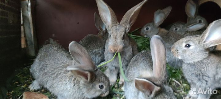 Кролики мясных пород великаны