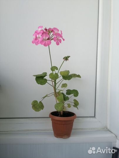 Герань пеларгония