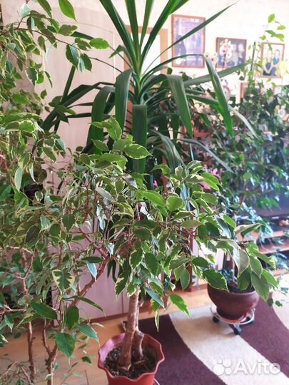 Фикусы и Юкка - огромные деревья