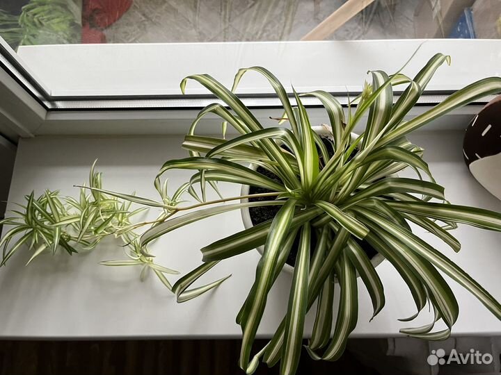 Продам большой Хлорофитум vittatum