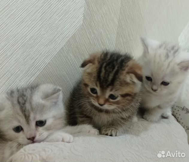 Шотландский вислоухий кот для вязки