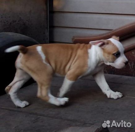 Щенки амстаффа