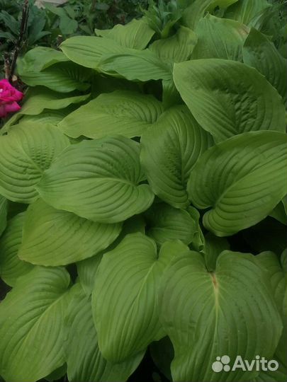 Купена, хоста, очиток