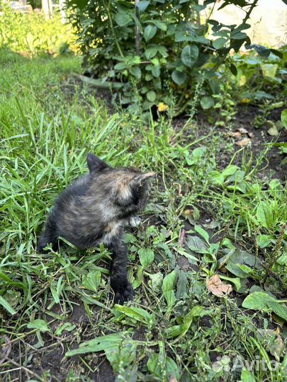 Котенок в добрые руки даром