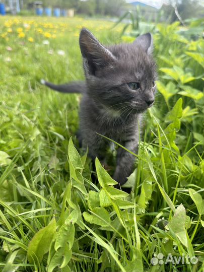 Котенок в дар бесплатно