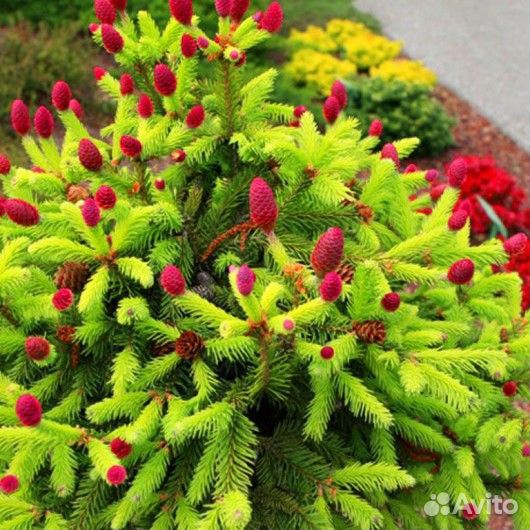 Ёли Шарообразные и Подушкообразные, зкс