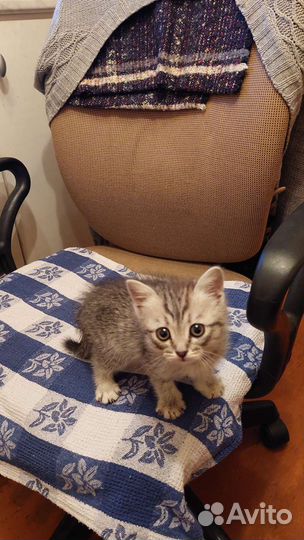 Котенок в добрые руки