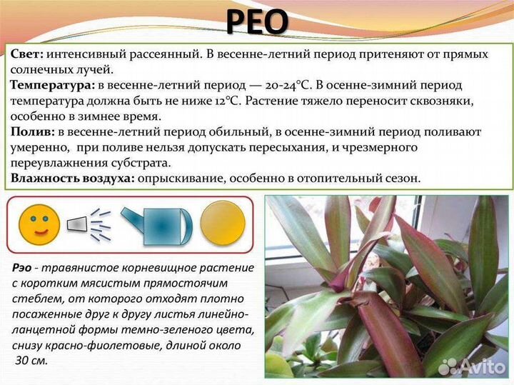 Традесканция рео