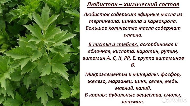 Ростки любистока продам