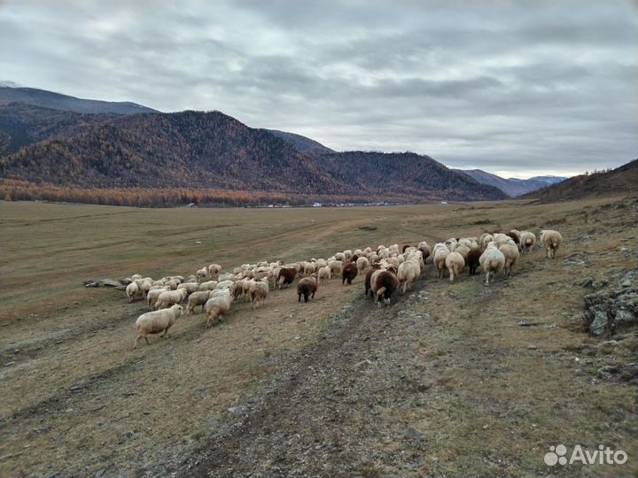 Овцы бараны