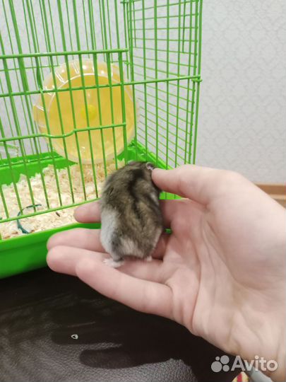 Джунгарский хомяк