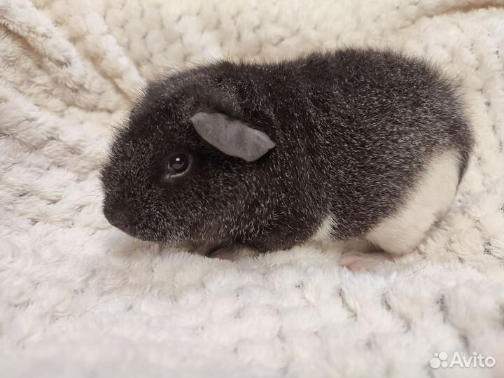 Морские свинки Американский тедди