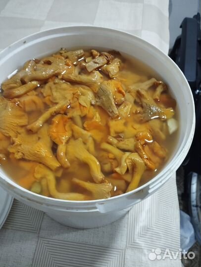 Сушёные грибы солёные лисички