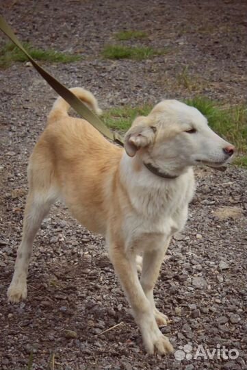 Щенки из приюта