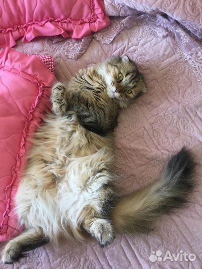 Кошка на вязку
