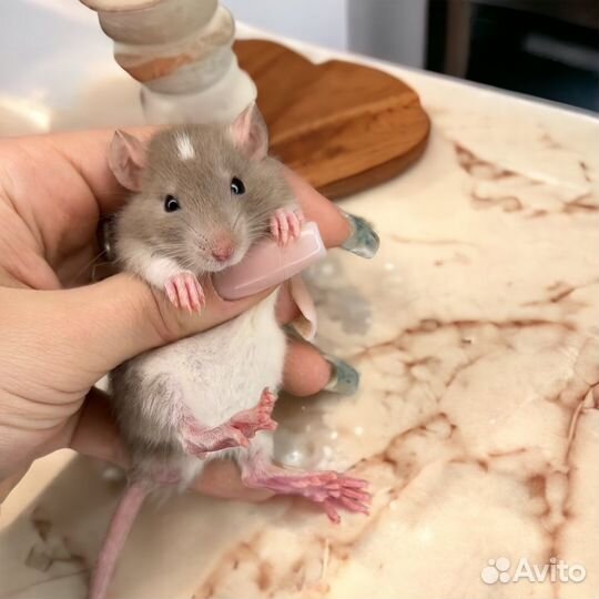 Крысы подростки. Крысы Дамбо. Крысята. Питомник