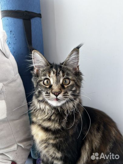 Мейн-кун кошечка