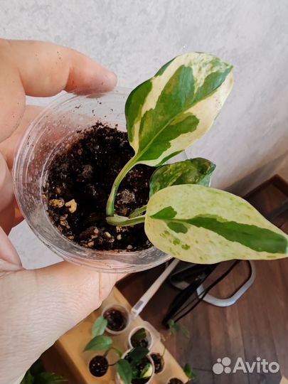 Эпипремнум, Сциндапсус, сингониум