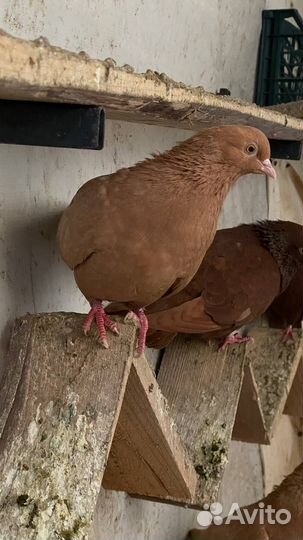 Голуби Пермские