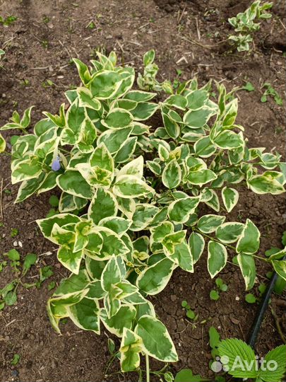 Барвинок вариегатный