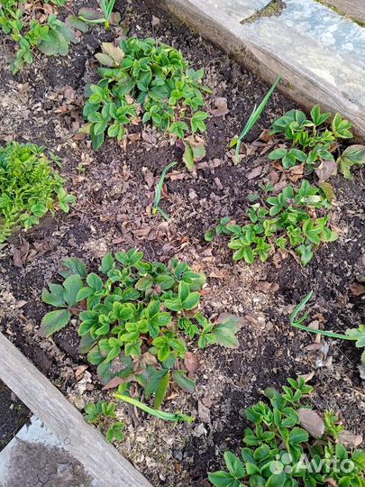 Усы клубники