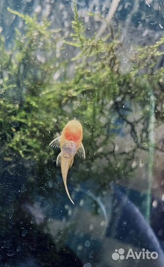 Сомики анциструсы