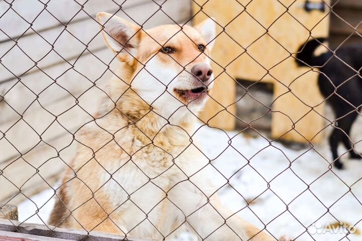 Собака в добрые руки отдам бесплатно