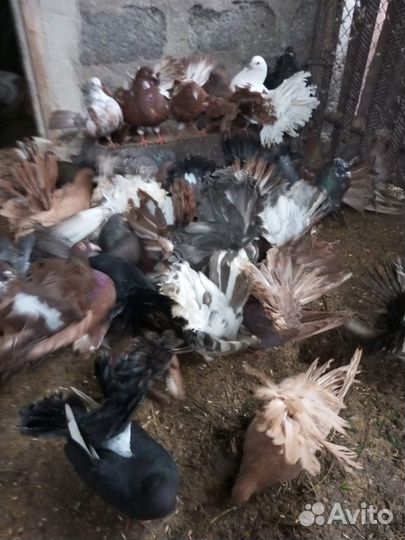 Голуби павлины