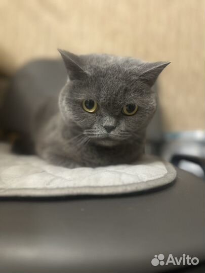 Отдам в добрые руки