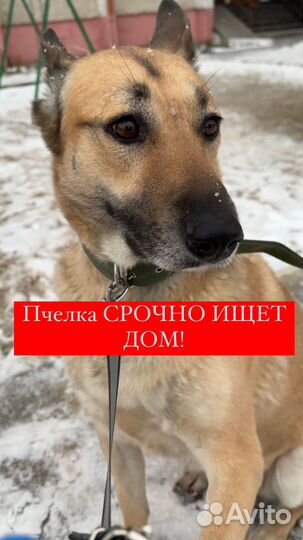 Собака в добрые руки