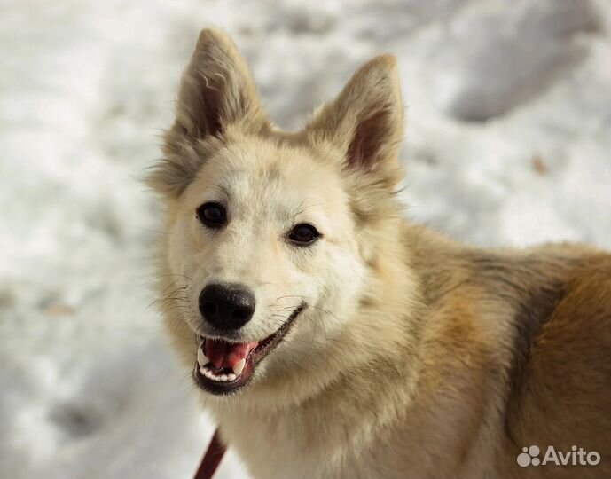 Собака Луна