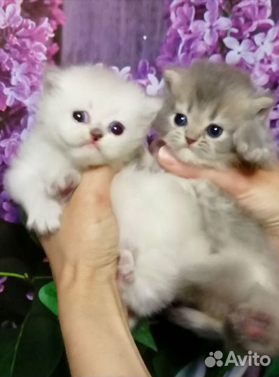 Котята британской шиншиллы