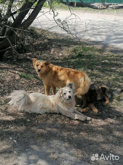 Собака Дэнни