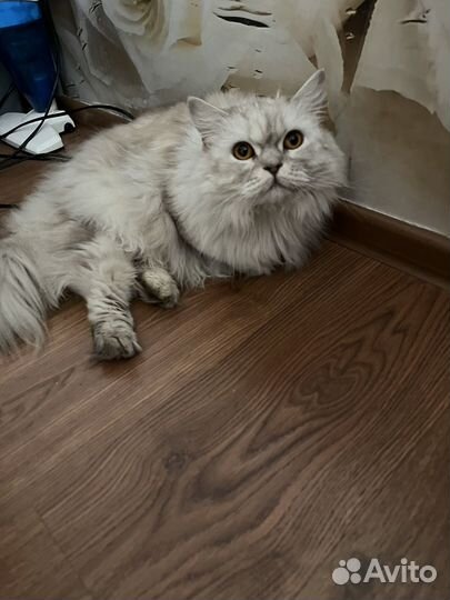 Персидская кошечка