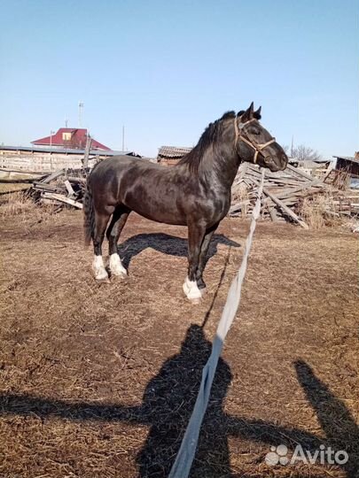 Продажа лошадей