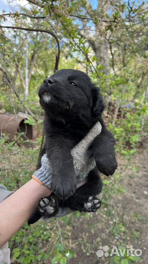 Щенки в добрые руки даром