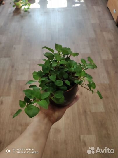 Комнатные растения и цветы