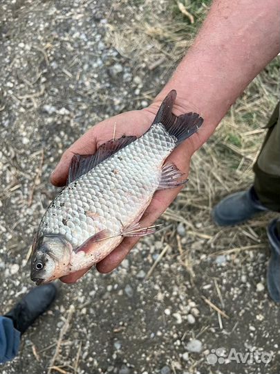 Карп, карась