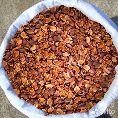 Скорлупа кедрового ореха