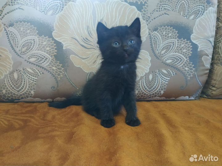 Черный котенок