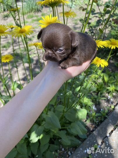 Шоколадочка