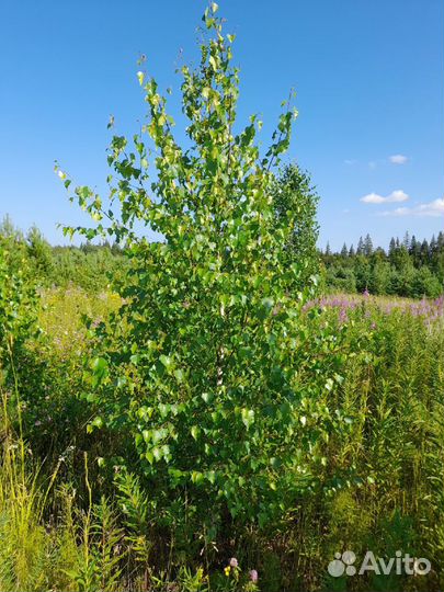 Саженцы березы, осины