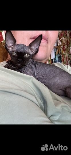 Канадский сфинкс