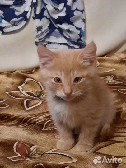 Котенок рыжий