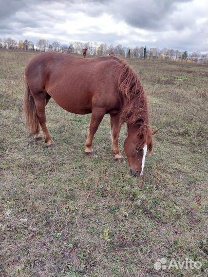 Русский тяжеловоз