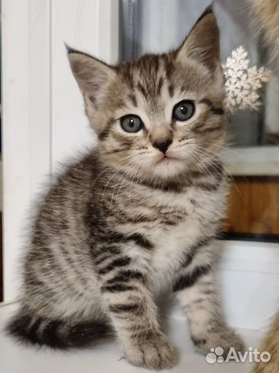 Кошка