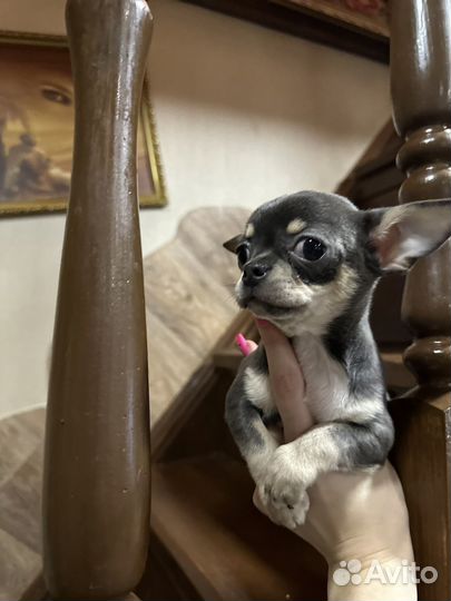 Девочки чихуахуа